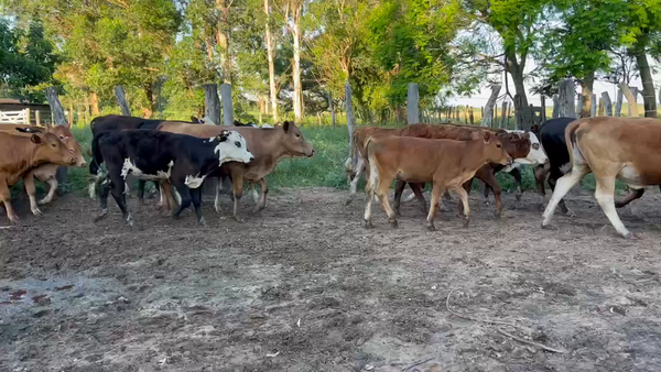 Lote 51 Terneros/as en Bella Vista, Corrientes