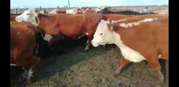 Lote 26 Vacas CUT preñadas en Villaguay, Entre Ríos