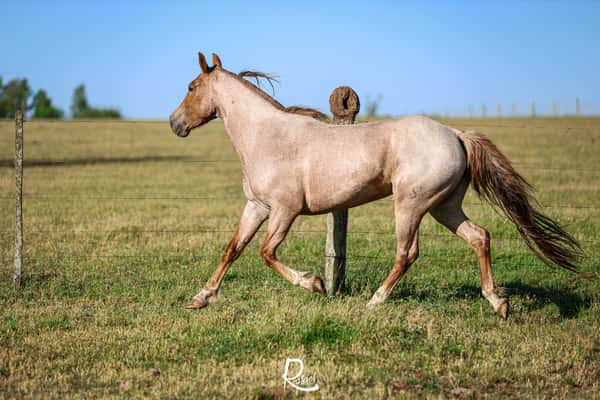 Lote Bernarda Don Salvador