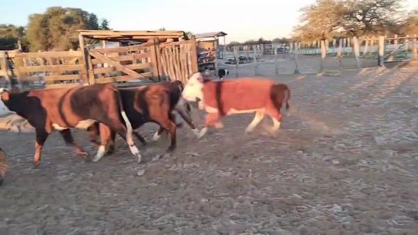 Lote 20 Novillitos