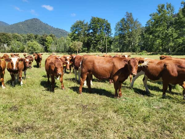 Lote 60 Novillo Engorda en Futrono, XIV Región Los Ríos