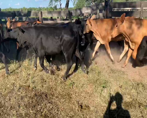 Lote 100 Novillitos en Juan José Castelli, Chaco