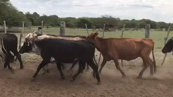 Lote 52 Vacas nuevas C/ gtia de preñez en Pto. Eva Perón, Chaco