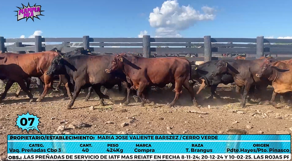 Lote LOTE 7