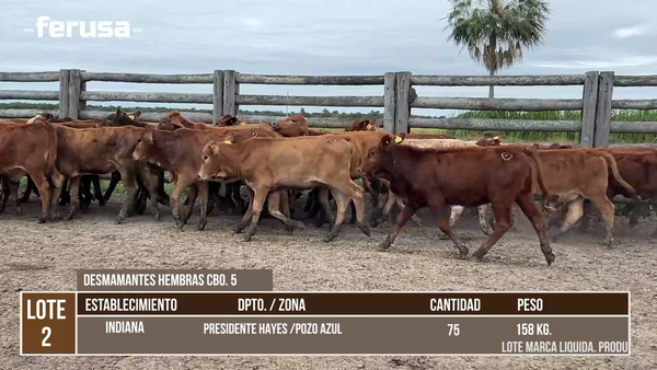 Lote LOTE 2