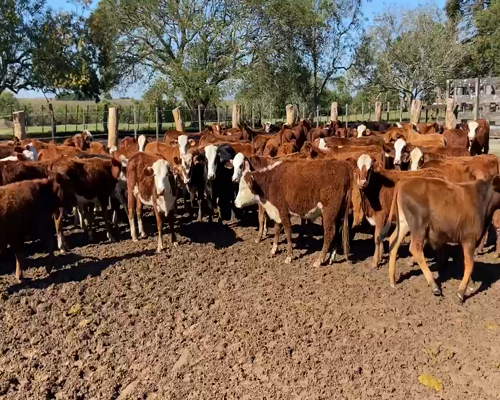 Lote 80 Terneros en Ituzaingó, Corrientes