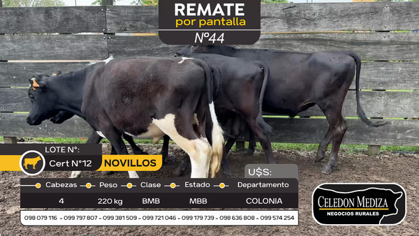 Lote 4 Novillos en Paso Antolín, Colonia