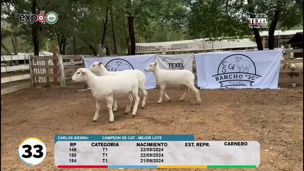 Lote LOTE 33