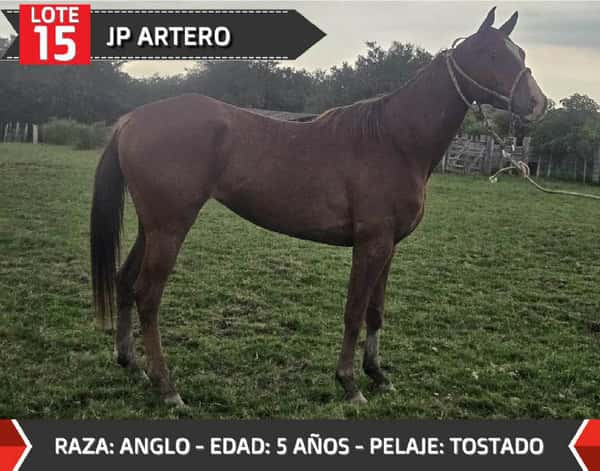 Lote JP ARTERO