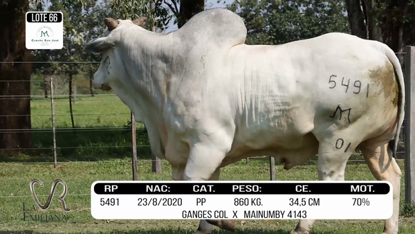 Lote LOTE 66