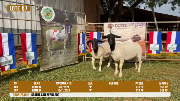 Lote LOTE 67
