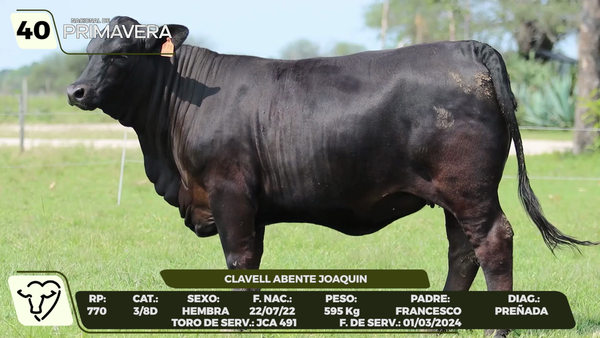 Lote LOTE 40- CAMPO