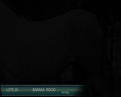 Lote BARAKA ROCIO