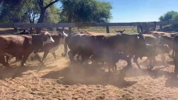 Lote 85 Vacas de invernar en Juan José Castelli, Chaco