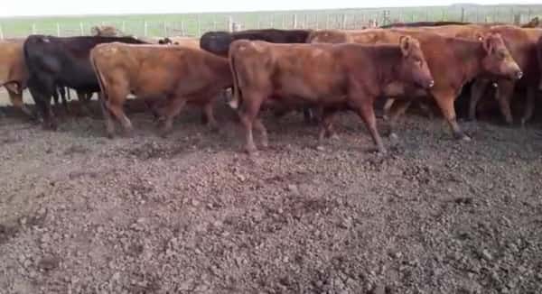 Lote 49 Vacas de invernar de 380Kg en Pila, Buenos Aires