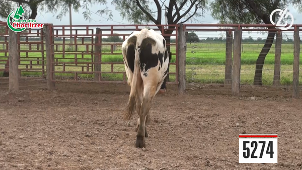 Lote Toros Holando