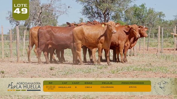 Lote LOTE 49