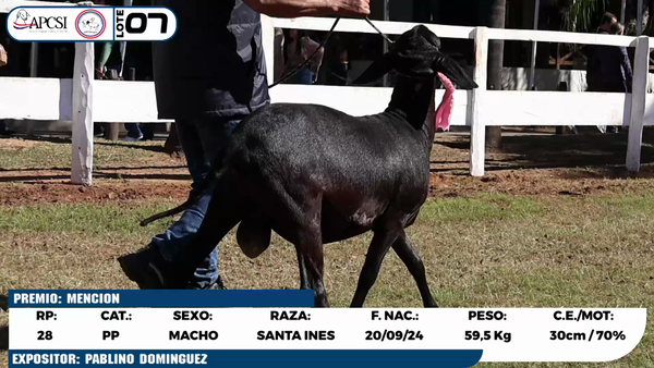 Lote LOTE 7