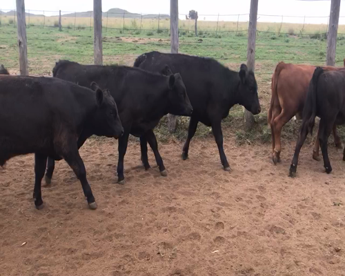 Lote 42 Terneras en Coronel Suarez, Buenos Aires