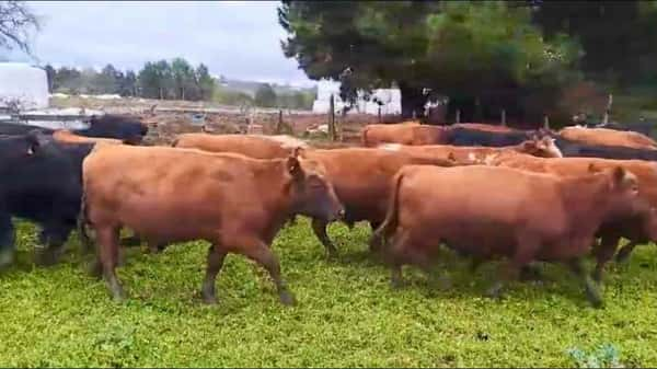 Lote 50 Novillo Engorda en Frutillar, X Región Los Lagos