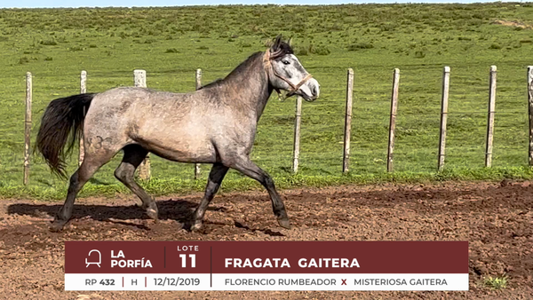 Lote FRAGATA GAITERAQ