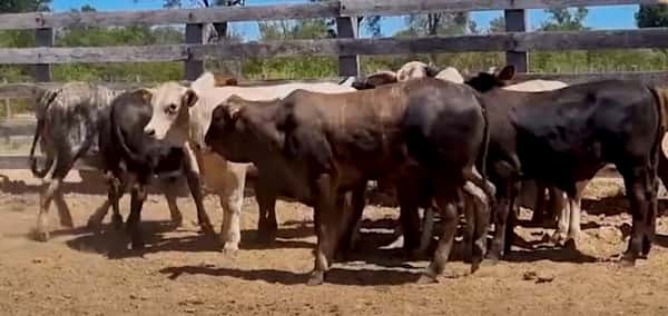 Lote Lote 21