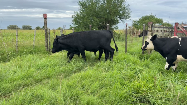 Lote TERNEROS