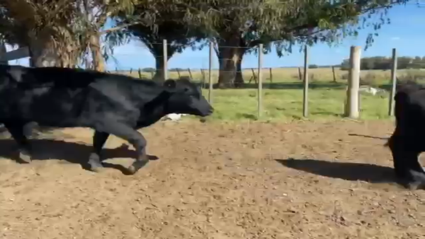 Lote 40 Terneras