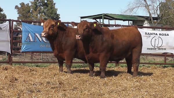 Lote "Toros ""SANTA ROSA"""