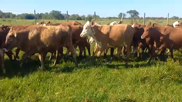 Lote 240 Terneras en Corrientes, Mercedes