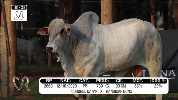 Lote LOTE 30
