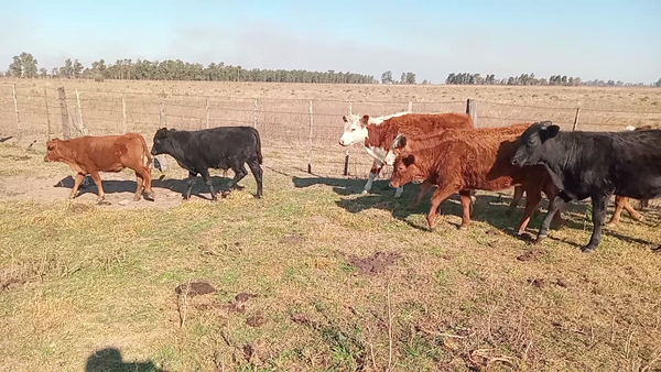 Lote 20 Terneros/as Braford y sus cruzas en Naré, Santa Fe