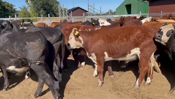Lote 41 Novillo Engorda en Puerto Varas, X Región Los Lagos