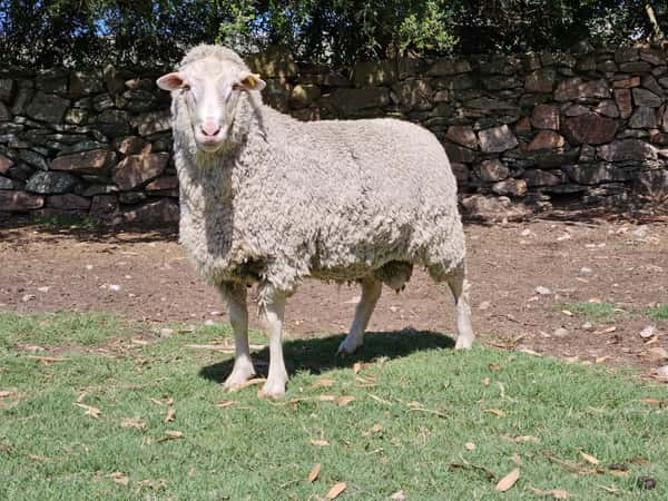 Lote (Vendido)Carneros a remate en Subasta Online - Nambi Guasu, Lavalleja