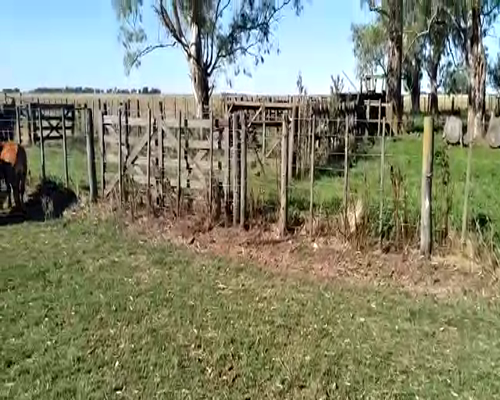 Lote 11 Vacas nuevas con 11 terneros en Huanguelen, Buenos Aires