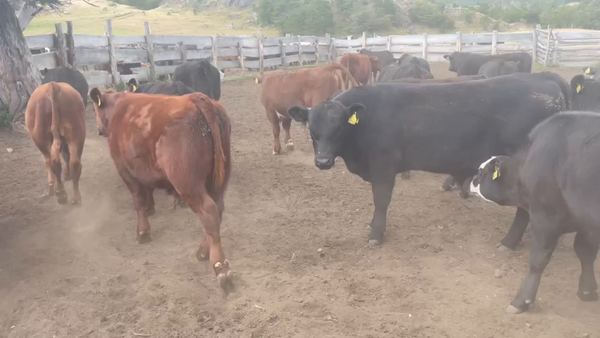 Lote 29 Ternero en XI Región Aysén, Río Ibáñez