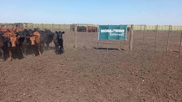 Lote 47 Terneras en Benito Juárez