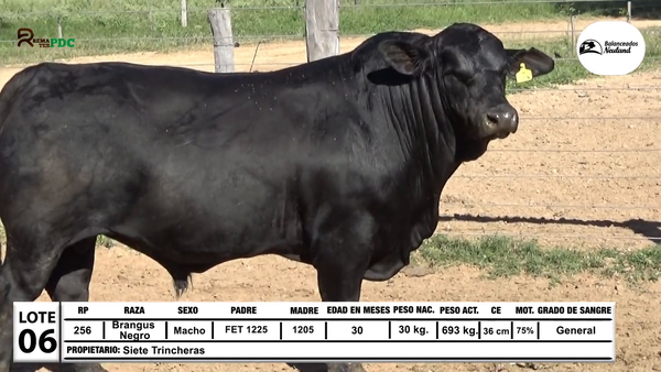 Lote Toros Brangus Negro a remate en Sábado 5 de Julio - Gran Remate de Reproductores PDC, Loma Plata