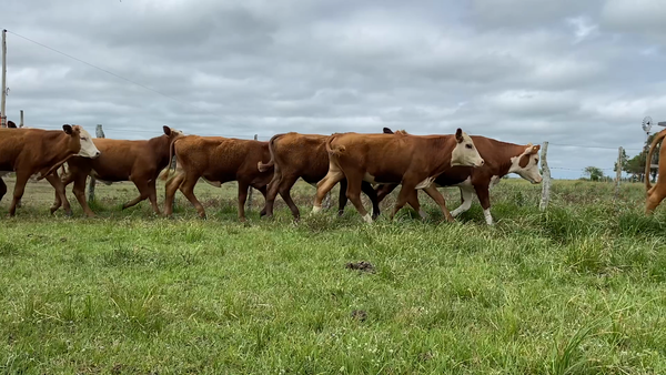 Lote 50 Novillitos