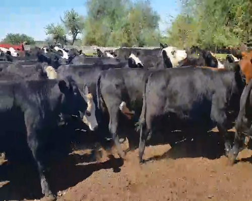 Lote 100 Novillos en Sauce, Corrientes