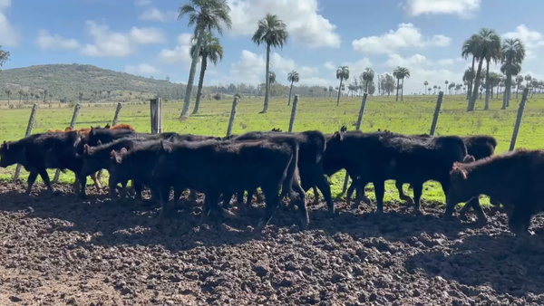 Lote 50 Terneros y Terneras en Paso del Bañado, Rocha