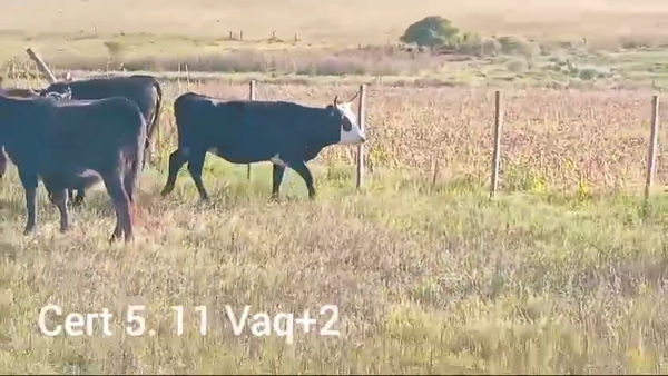 Lote VAQUILLONAS MAS DE 2 AÑOS