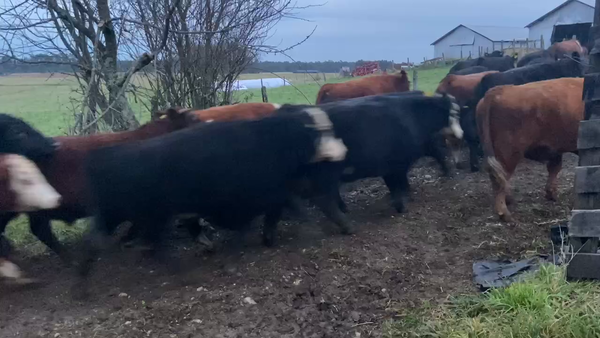 Lote 40 Novillo Gordo en Los Muermos, X Región Los Lagos