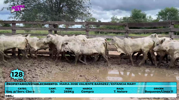 Lote LOTE 128