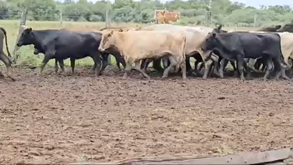 Lote 120 Vacas nuevas C/ gtia de preñez en Pirané, Formosa