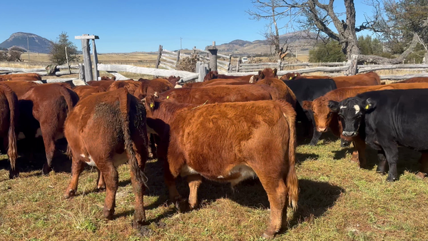 Lote 40 Novillo Engorda en Coyhaique, XI Región Aysén