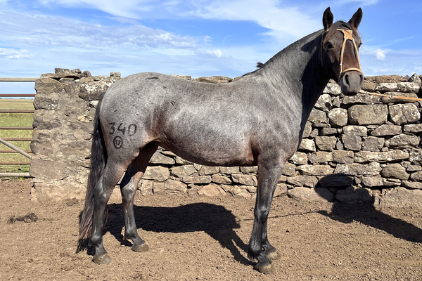 Lote CARICIA GAITERA