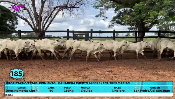 Lote LOTE 185