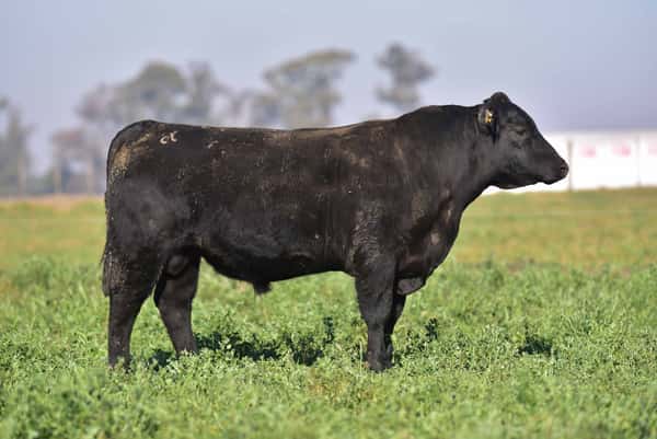 Lote 2 Toros PC