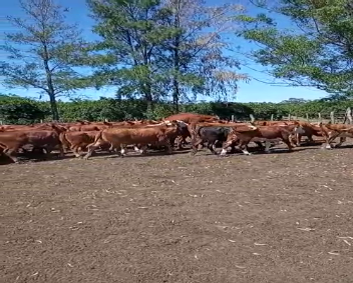 Lote 100 Terneras en Mocoretá, Corrientes
